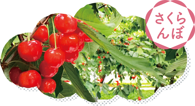 さくらんぼ