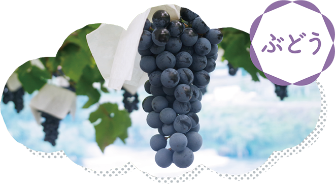 ぶどう