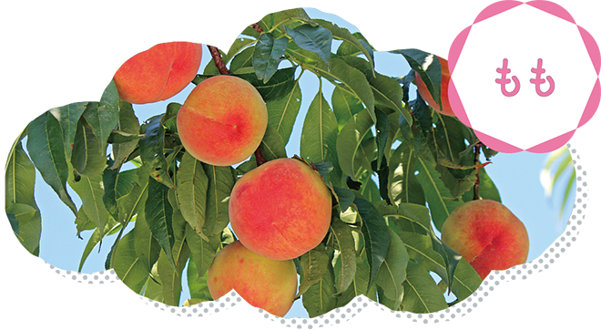 もも